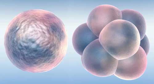 青岛40岁三代试管婴儿医院排名-4个细胞的胶囊育种能否成功？怎样才能提高胶囊育种的成功率？