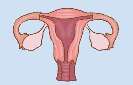 绵阳借卵-子宫的发育100%是由先天性因素造成的。